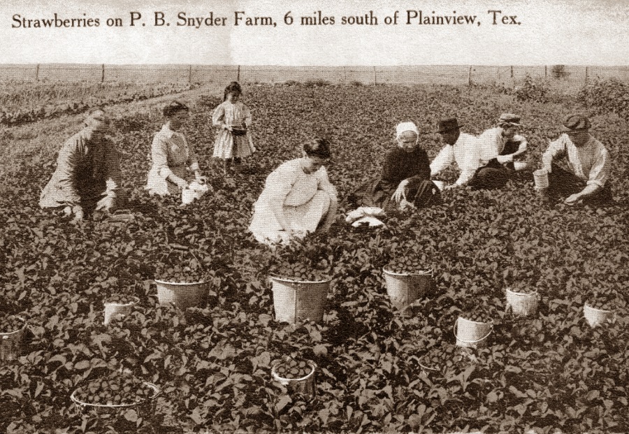 P. B. Snyder Strawberry Farm Plainview Tx in 1910